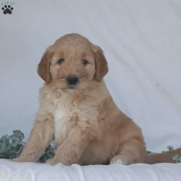 Fletcher, Goldendoodle Puppy